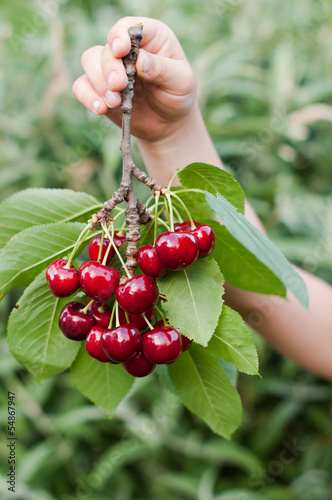 Photo: Cherry Cherry