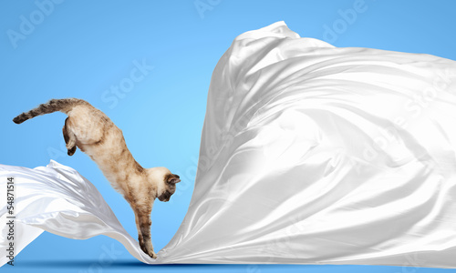 Photo: Siamese cat Siamese cat