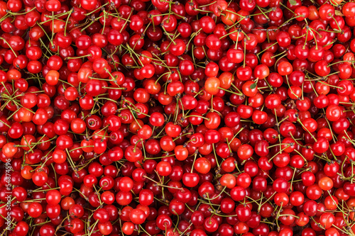 Photo: fresh gathered cherries background fresh gathered cherries background