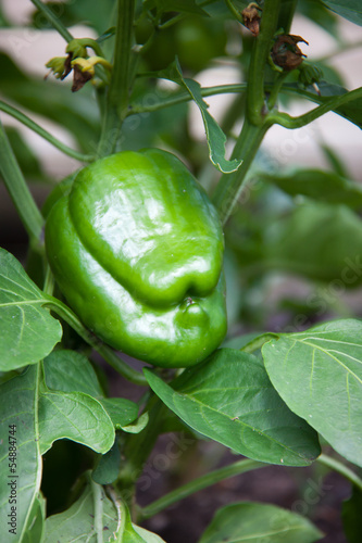 Photo: Grüner Paprika Grüner Paprika