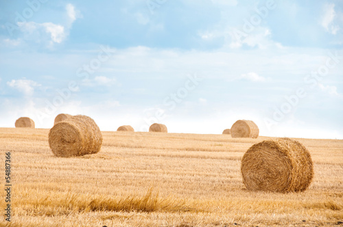 Photo: Bundles of straw on the field after harvest. Bundles of straw on the field after harvest.