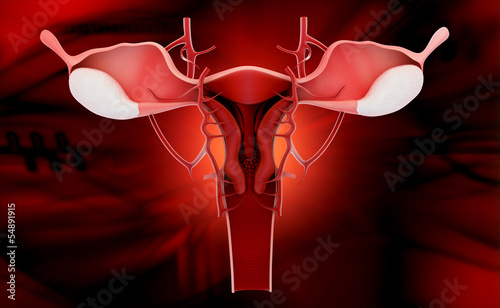 Illustration: female reproductive system female reproductive system