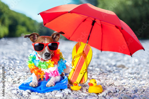 Photo: beach dog beach dog