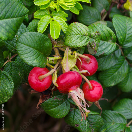 Photo: Wild rose fruit with leaves Wild rose fruit with leaves