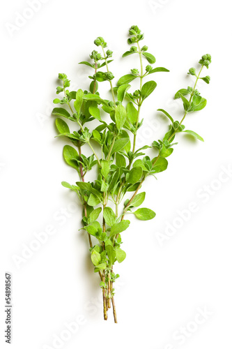 Photo: sprig of marjoram sprig of marjoram