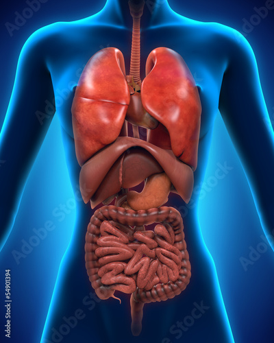 Illustration: Anterior View of Human Body Anterior View of Human Body