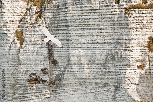 Photo: Goéland sur fond de falaise - Etretat Goéland sur fond de falaise - Etretat
