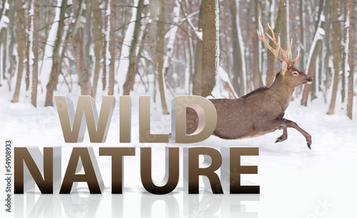 Photo: Deer Deer