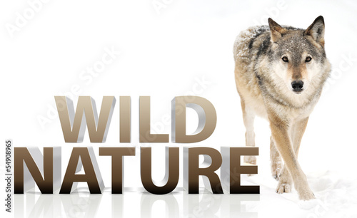 Photo: Wolf Wolf