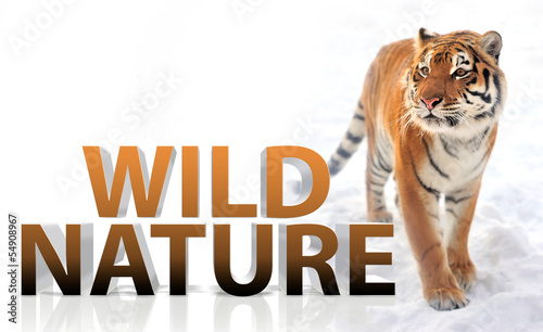 Photo: Tiger Tiger