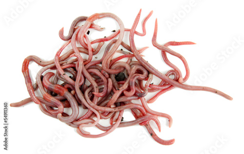 Photo: Worms isolated on white Worms isolated on white