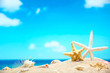 Shells on the beach Shells on the beach