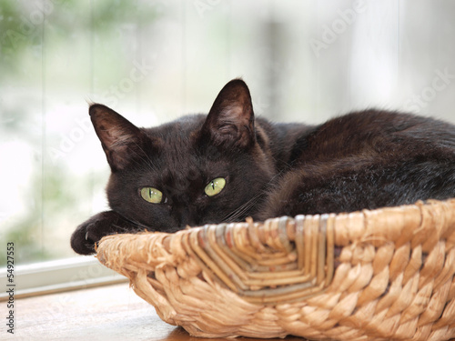 Photo: 窓辺のカゴに入る黒猫 窓辺のカゴに入る黒猫