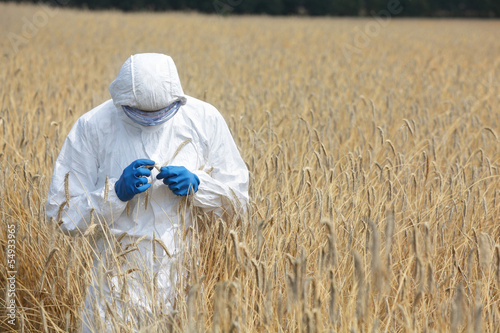 Photo: biotechnology engineer on field examining ripe ears of grain biotechnology engineer on field examining ripe ears of grain