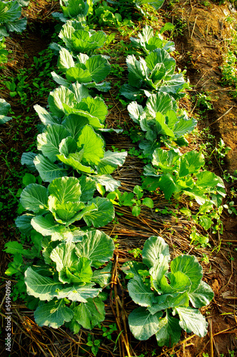 Photo: Fresh vegetable on ground Fresh vegetable on ground