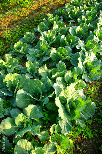 Photo: Fresh vegetable on ground Fresh vegetable on ground