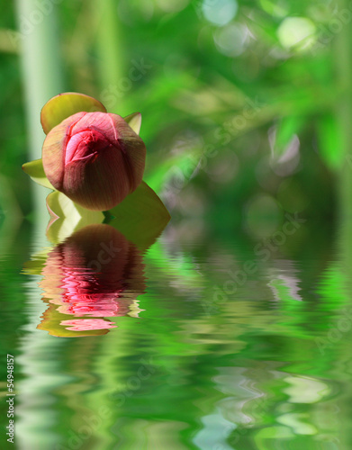Photo: le lotus.... le lotus....