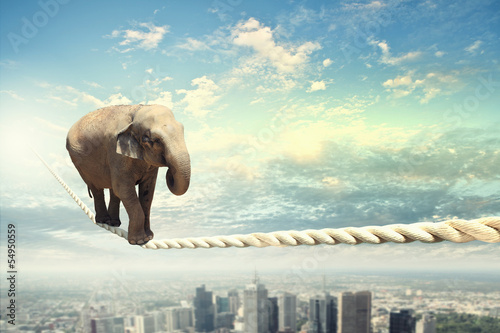 Photo: Elephant walking on rope Elephant walking on rope