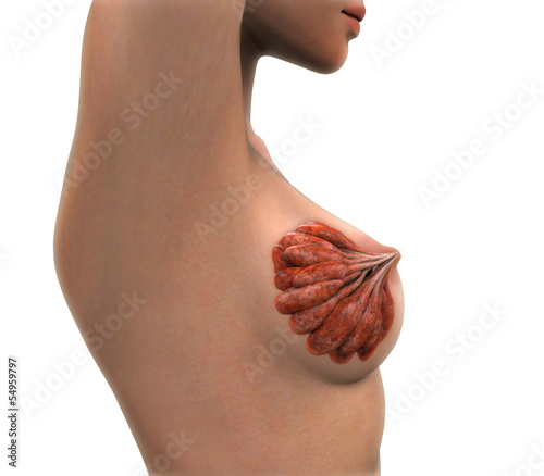 Illustration: Female Breast Anatomy Female Breast Anatomy