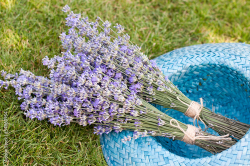 Photo: Laventer in hat Laventer in hat