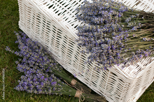Photo: Lavender Lavender