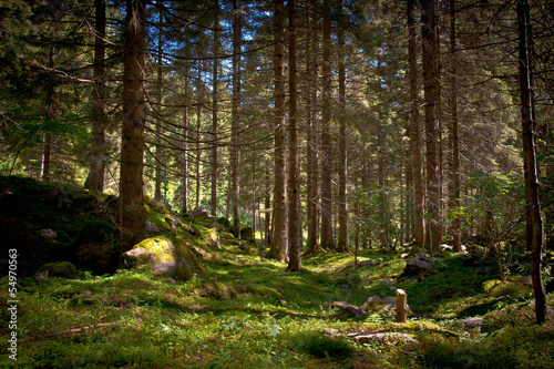 Photo: bosco bosco
