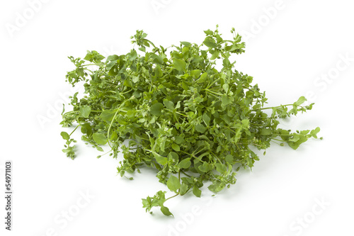 Photo: Fresh green chickweed Fresh green chickweed