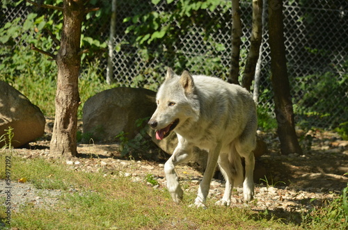 Photo: Canadian Wolf Canadian Wolf