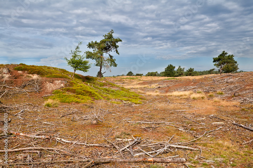 Photo: pine trees on hills in morning pine trees on hills in morning