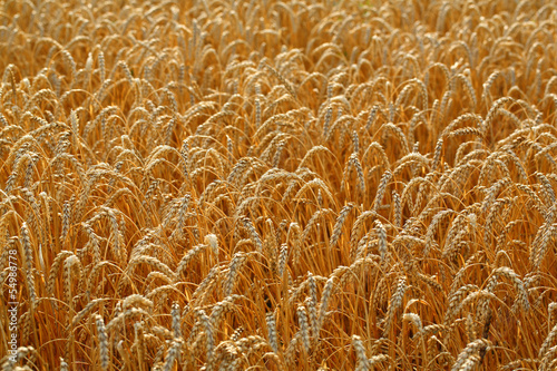 Photo: Wheat field Wheat field