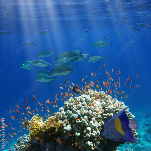 Photo: Coral and fish in the Red Sea.Egypt Coral and fish in the Red Sea.Egypt