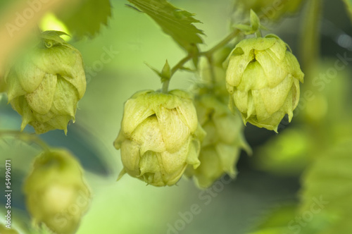 Photo: Österreich, Salzburger Land, Hop, (Humulus lupulus), close up Österreich, Salzburger Land, Hop, (Humulus lupulus), close up