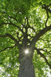 Photo: Deutschland, Mecklenburg-Vorpommern, Kastanie (Aesculus hippocastanum) mit Sonne und Sonnenstrahlen Deutschland, Mecklenburg-Vorpommern, Kastanie (Aesculus hippocastanum) mit Sonne und Sonnenstrahlen