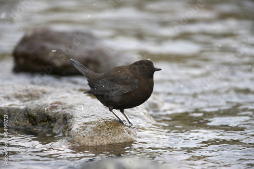 Photo: Brown dipper, Cinclus pallasii Brown dipper, Cinclus pallasii