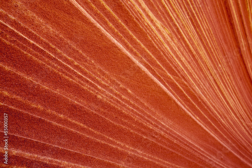 Photo: USA, Utah, North Coyote Buttes, Gestreift roten Felsen, full-frame USA, Utah, North Coyote Buttes, Gestreift roten Felsen, full-frame