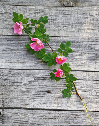 Photo: Dog rose flowers in drops of dew Dog rose flowers in drops of dew
