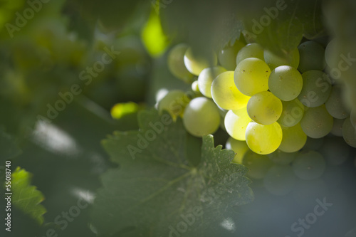 Photo: Lush White Grape Bushels Vineyard in The Morning Sun Lush White Grape Bushels Vineyard in The Morning Sun