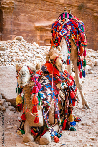 Photo: Camels in Petra Camels in Petra