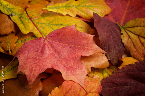 Photo: different autumn leaves different autumn leaves