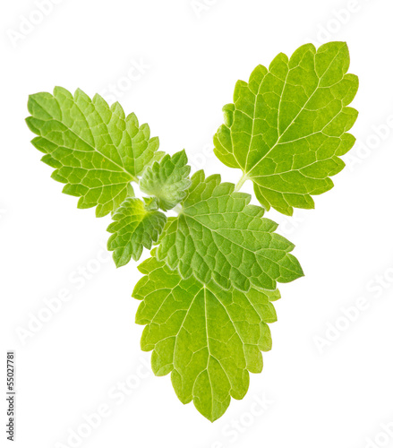 Photo: isolated fresh spearmint green leaves isolated fresh spearmint green leaves