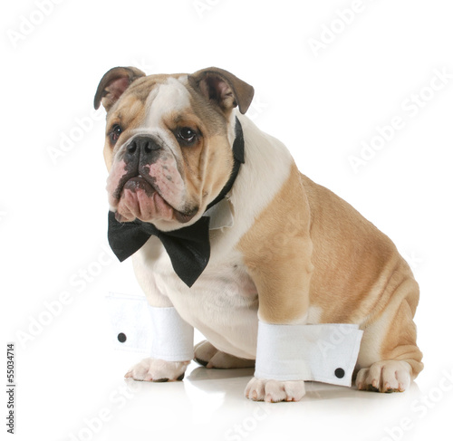 Photo: handsome dog handsome dog