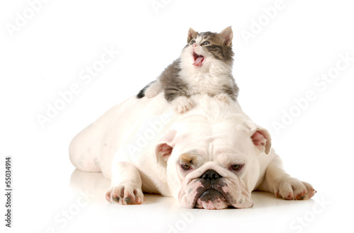 Photo: dog and cat dog and cat