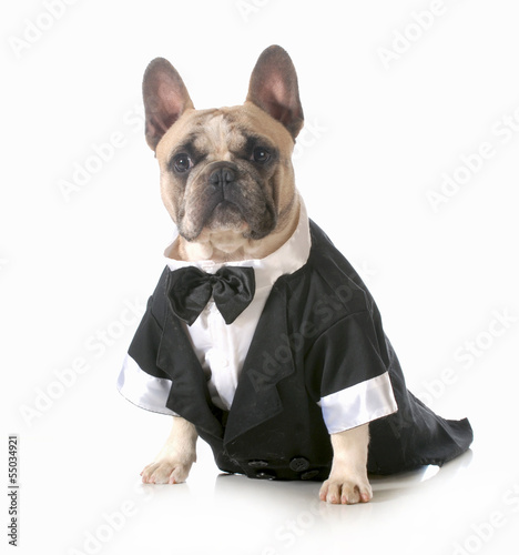 Photo: handsome dog handsome dog