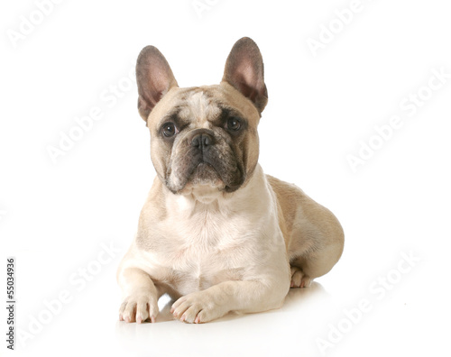 Photo: french bulldog french bulldog