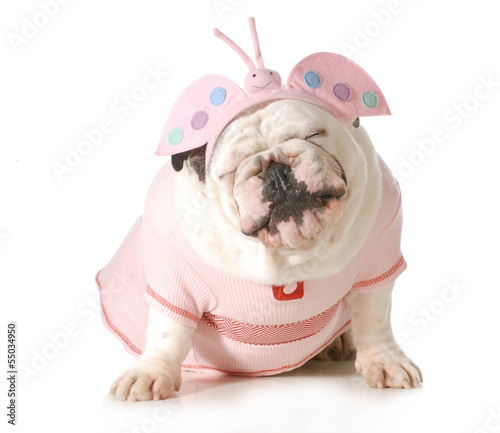 Photo: cute puppy cute puppy