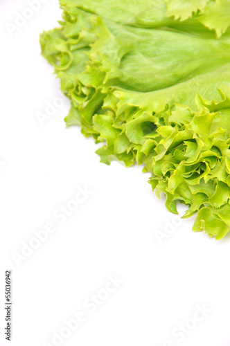 Photo: Lettuce Bunch Lettuce Bunch