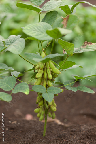 Photo: 枝豆畑 枝豆畑