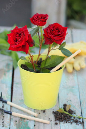 Photo: rose in the garden rose in the garden