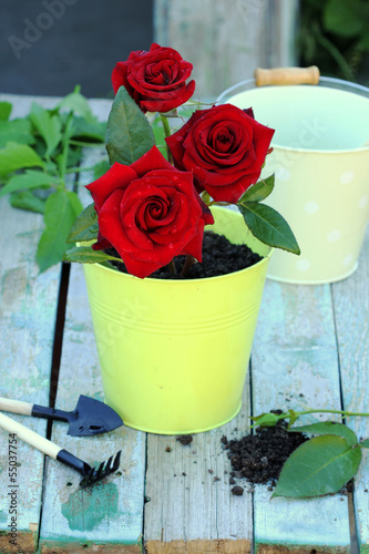Photo: rose in the garden rose in the garden