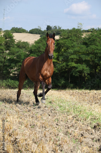 Photo: Beautiful horse running in front of sunflowers Beautiful horse running in front of sunflowers